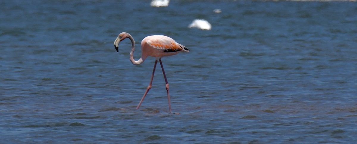 Amerika Flamingosu - ML620640339
