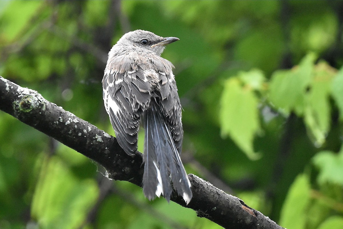 Northern Mockingbird - ML620640343