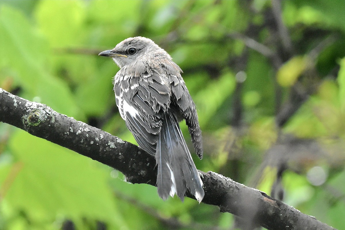 Northern Mockingbird - ML620640344