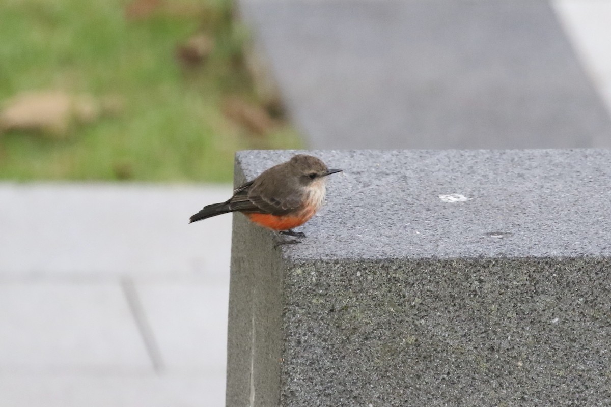 Vermilion Flycatcher - ML620640345