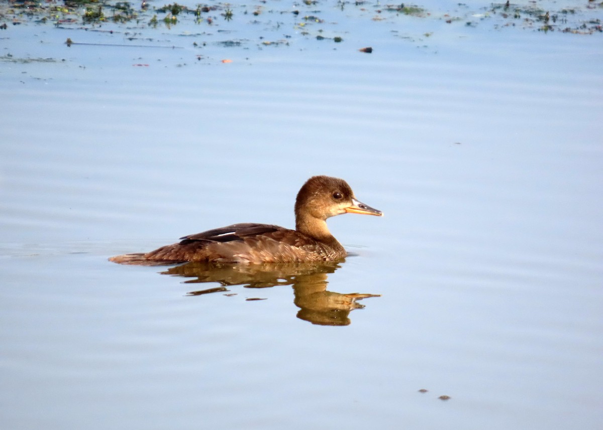 Hooded Merganser - Bruce Arnold