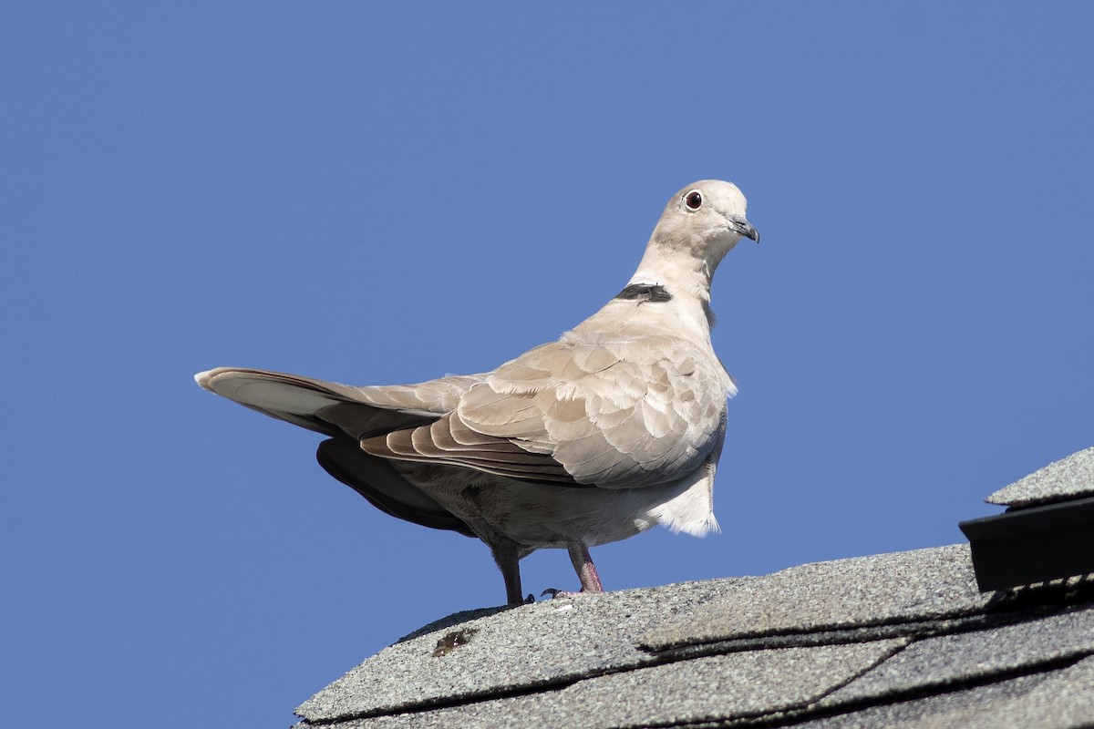 Eurasian Collared-Dove - ML620640357