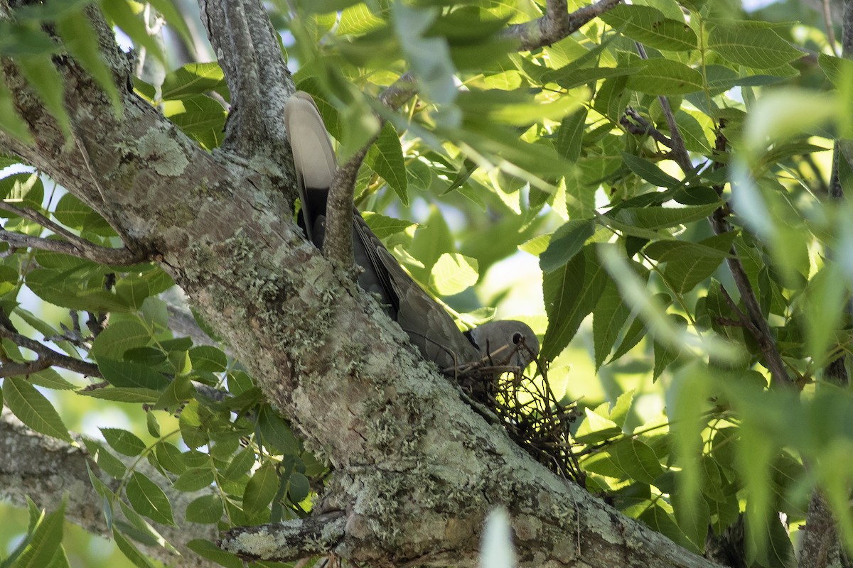 Eurasian Collared-Dove - ML620640358