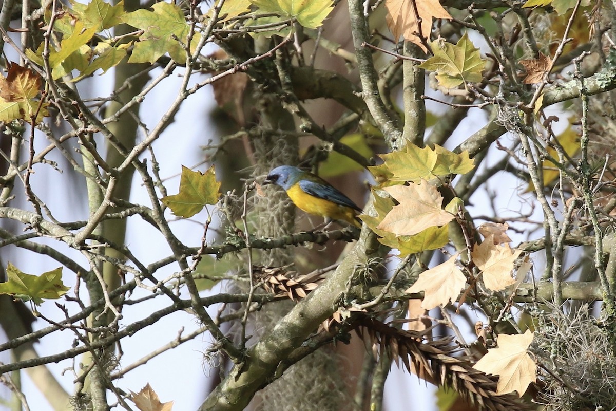 Blue-and-yellow Tanager - ML620640359