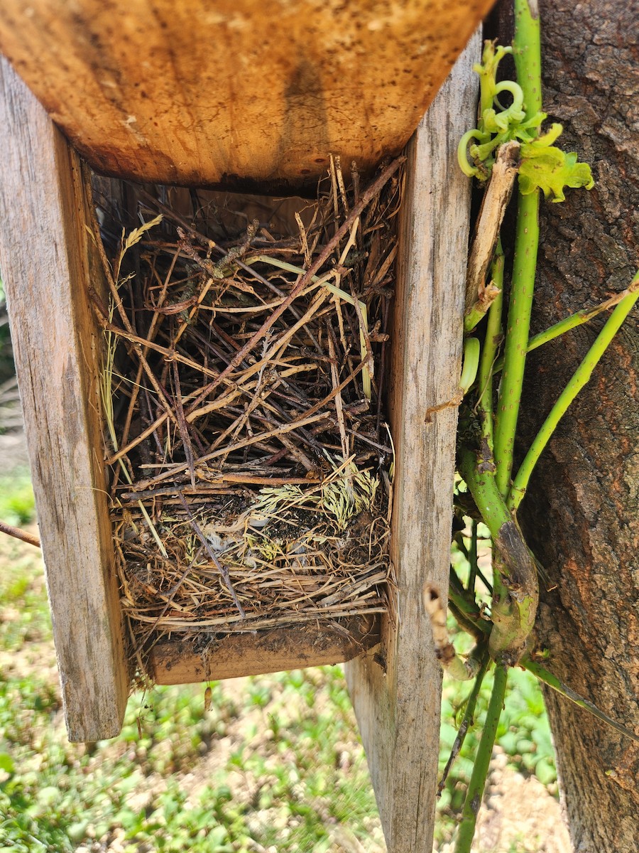 House Wren - Kyle Rambo