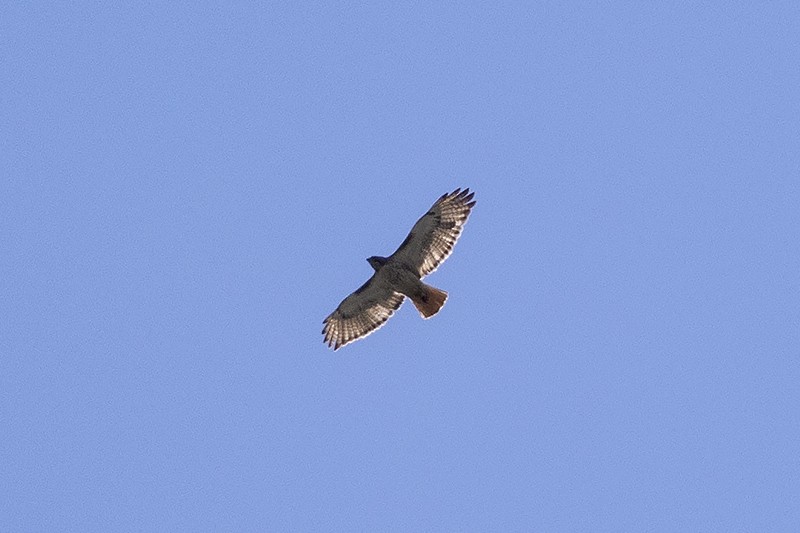 Red-tailed Hawk - ML620640370