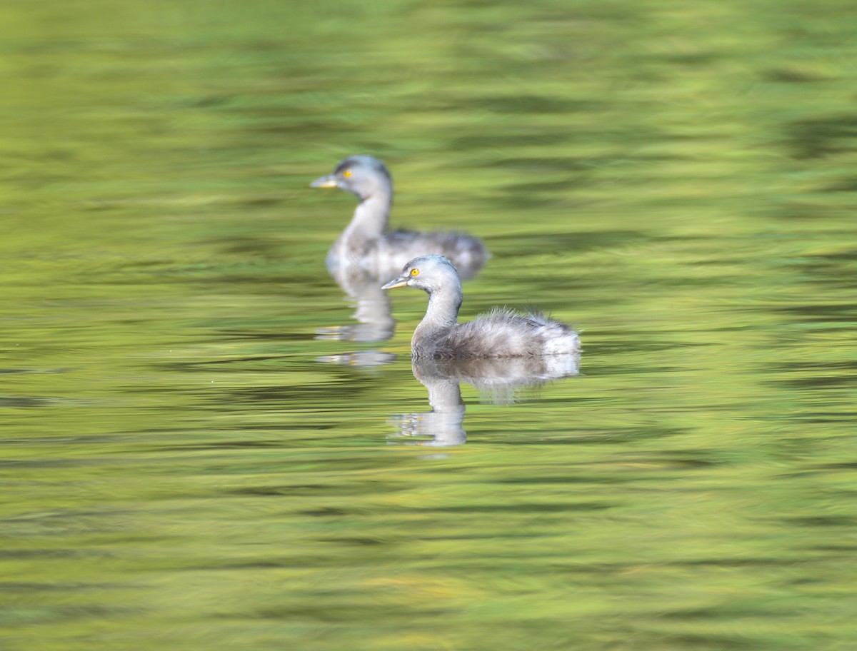 Least Grebe - ML620640376