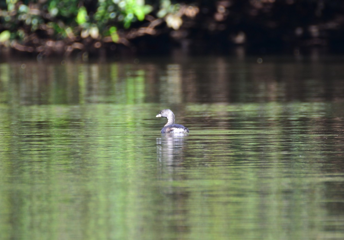 Pied-billed Grebe - ML620640381