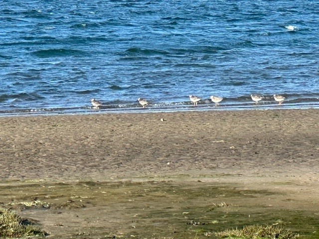 Greater Yellowlegs - ML620640382