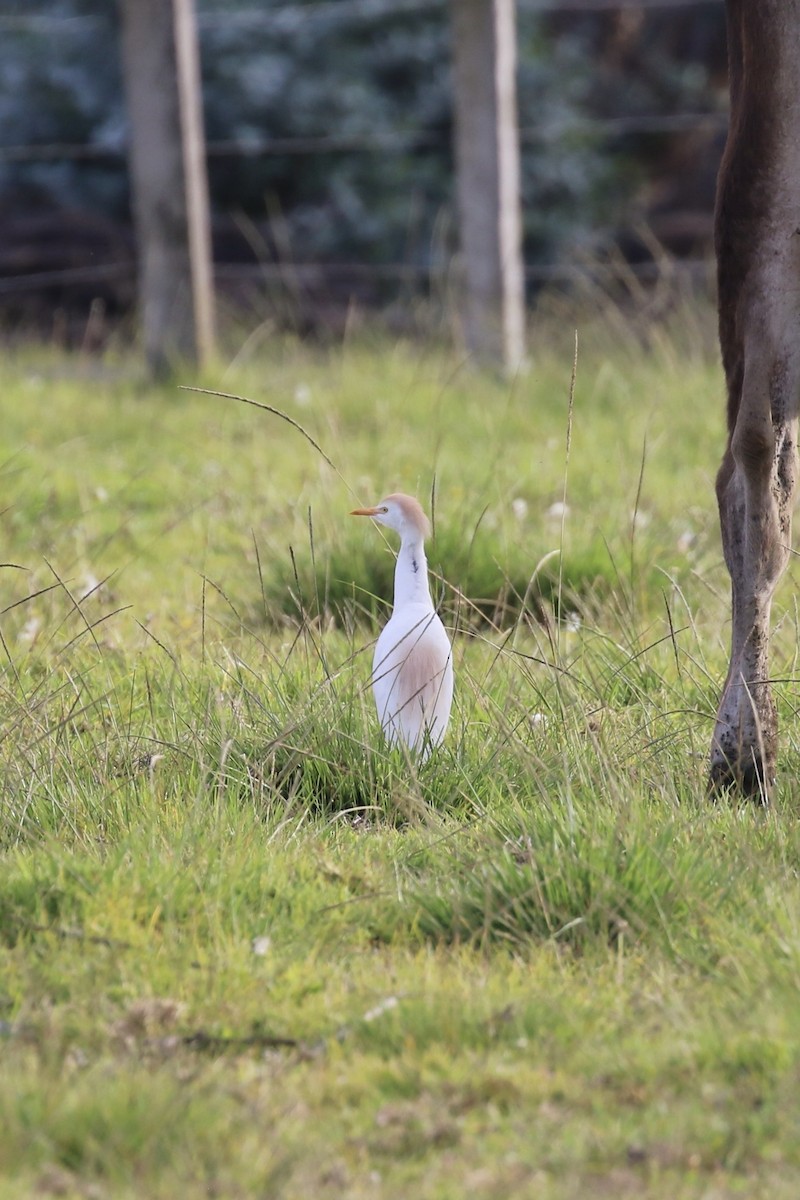 Western Cattle Egret - ML620640383