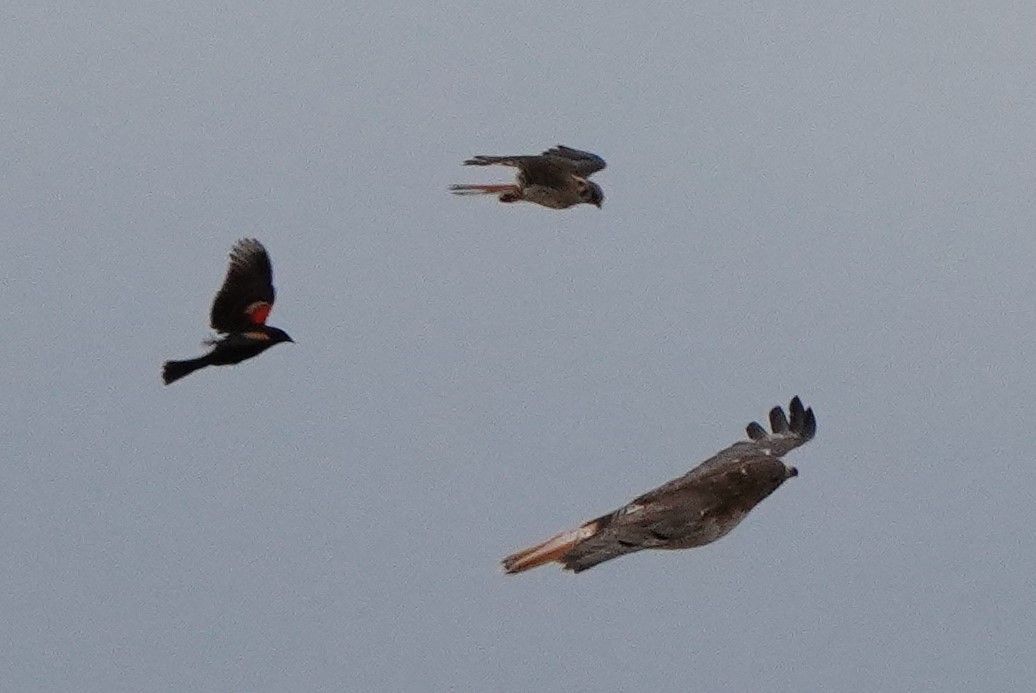 Red-winged Blackbird - ML620640385