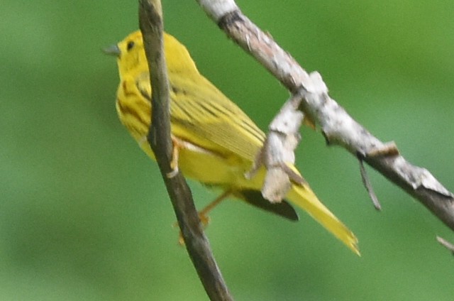 Yellow Warbler - ML620640387