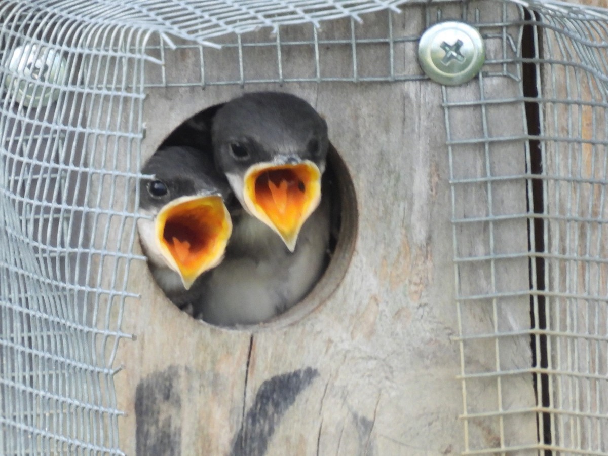 Tree Swallow - ML620640388