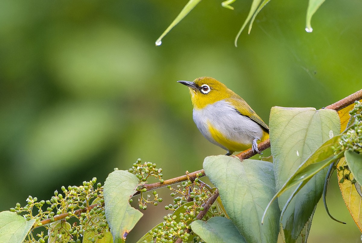 Hume's White-eye - ML620640390