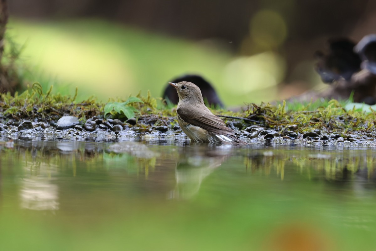 Red-breasted Flycatcher - ML620640391