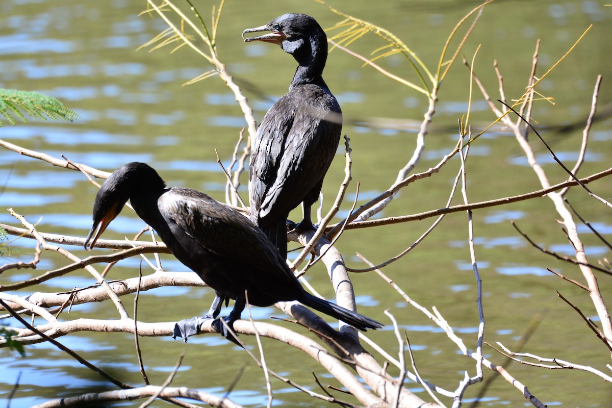 Cormoran vigua - ML620640392