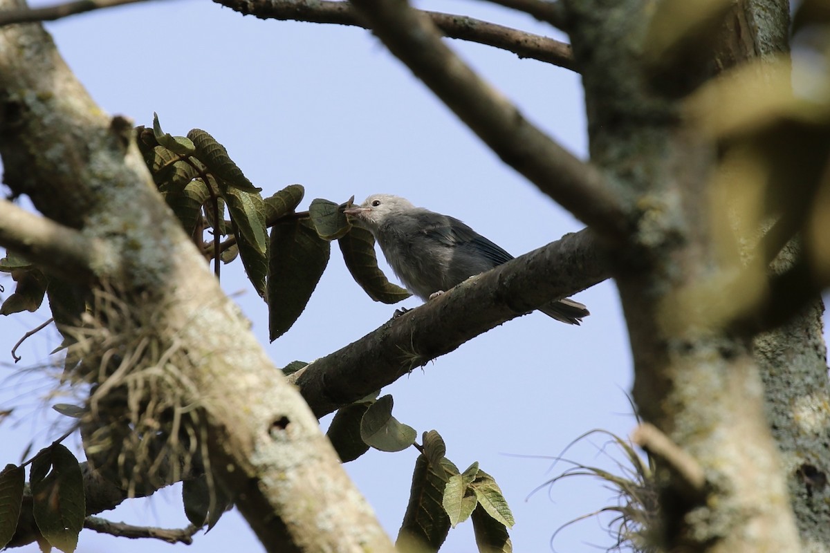 Blue-gray Tanager - ML620640393