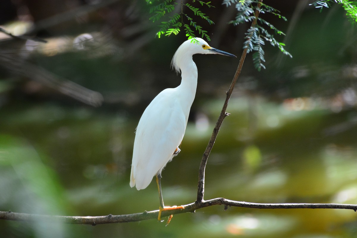 Snowy Egret - ML620640395