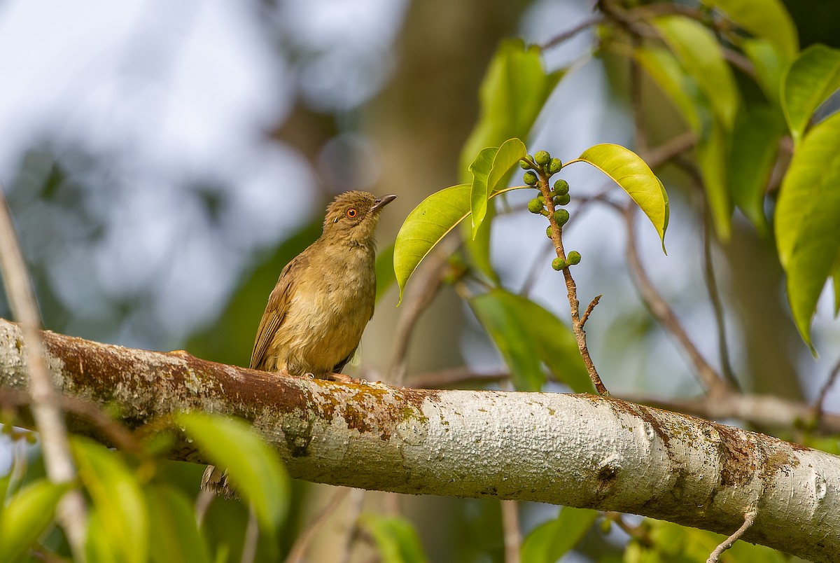 Red-eyed Bulbul - Jakapat Vanichanan