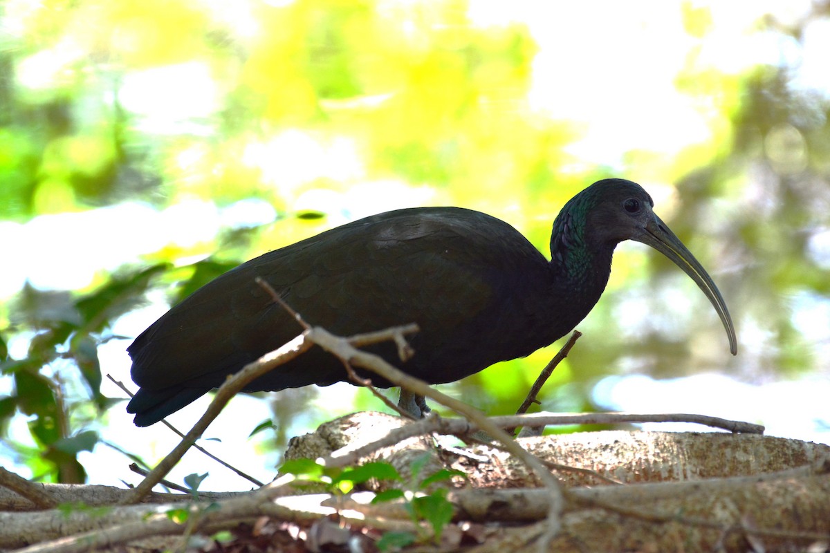 Ibis Verde - ML620640399