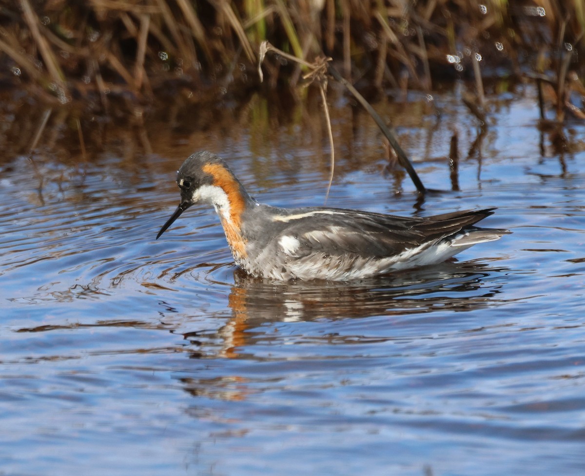 Red-necked Phalarope - ML620640401