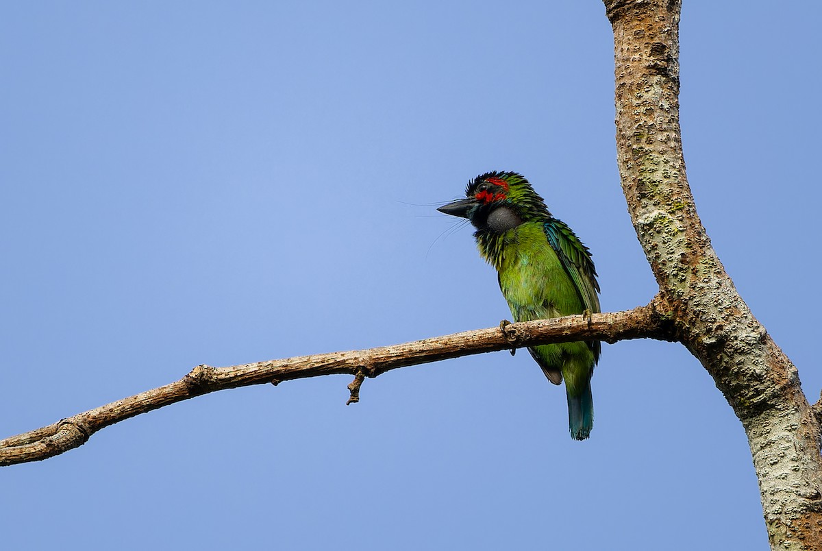 Kara Kulaklı Barbet - ML620640402