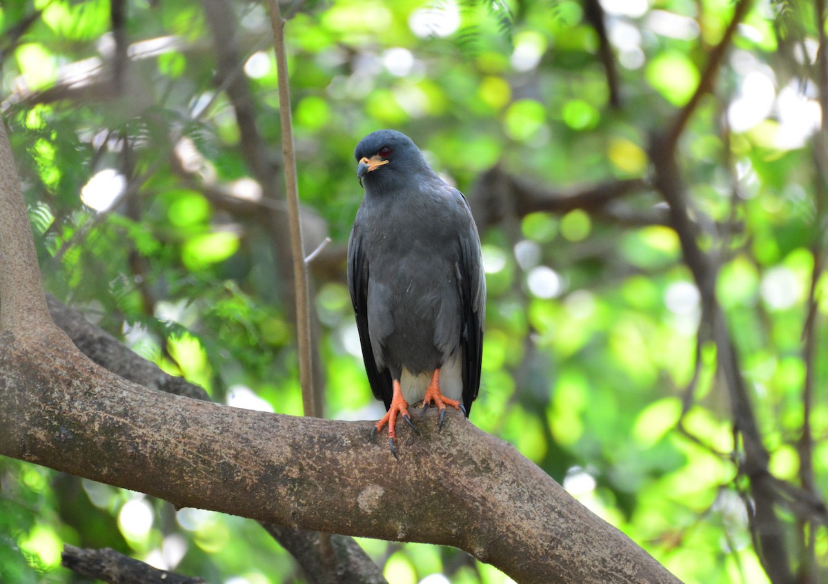 Snail Kite - ML620640406