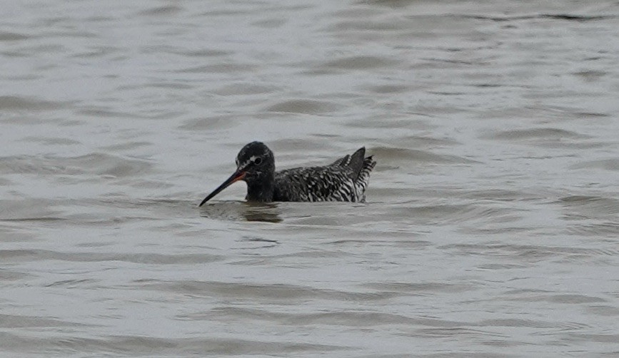 Spotted Redshank - ML620640409