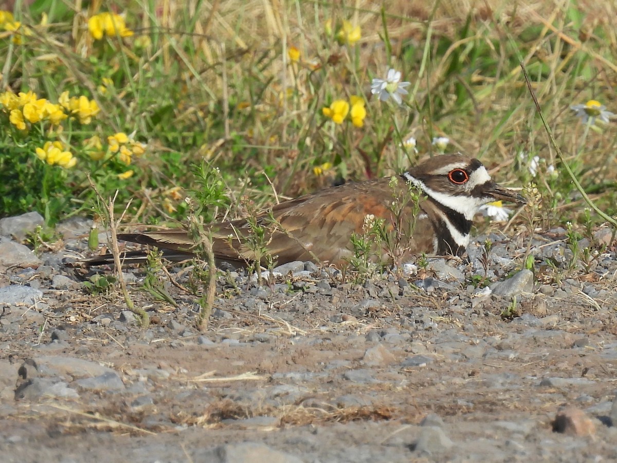 Killdeer - Patricia and Richard Williams