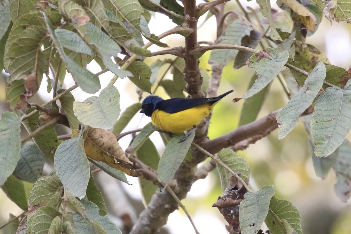 Golden-rumped Euphonia - ML620640411