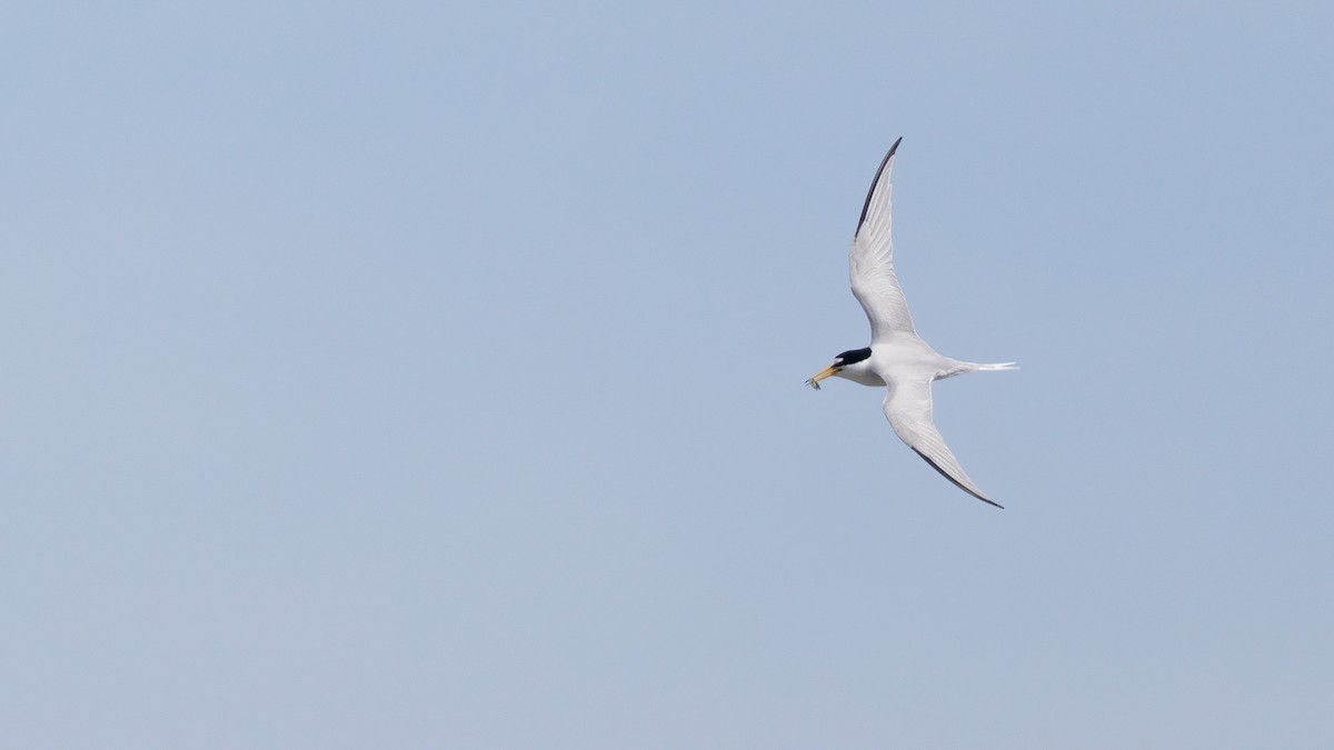 Least Tern - ML620640413