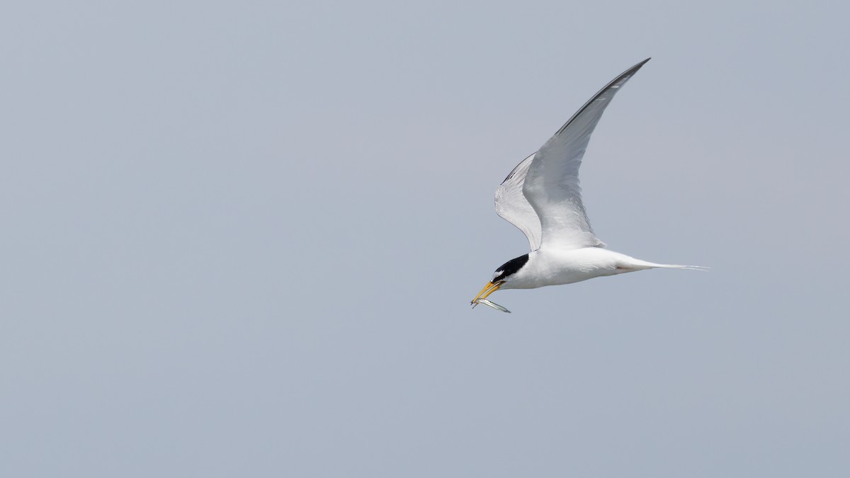 Least Tern - ML620640415