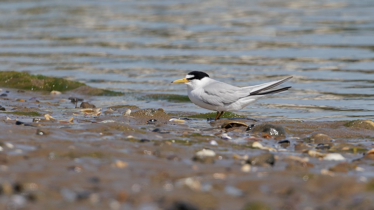 Least Tern - ML620640416