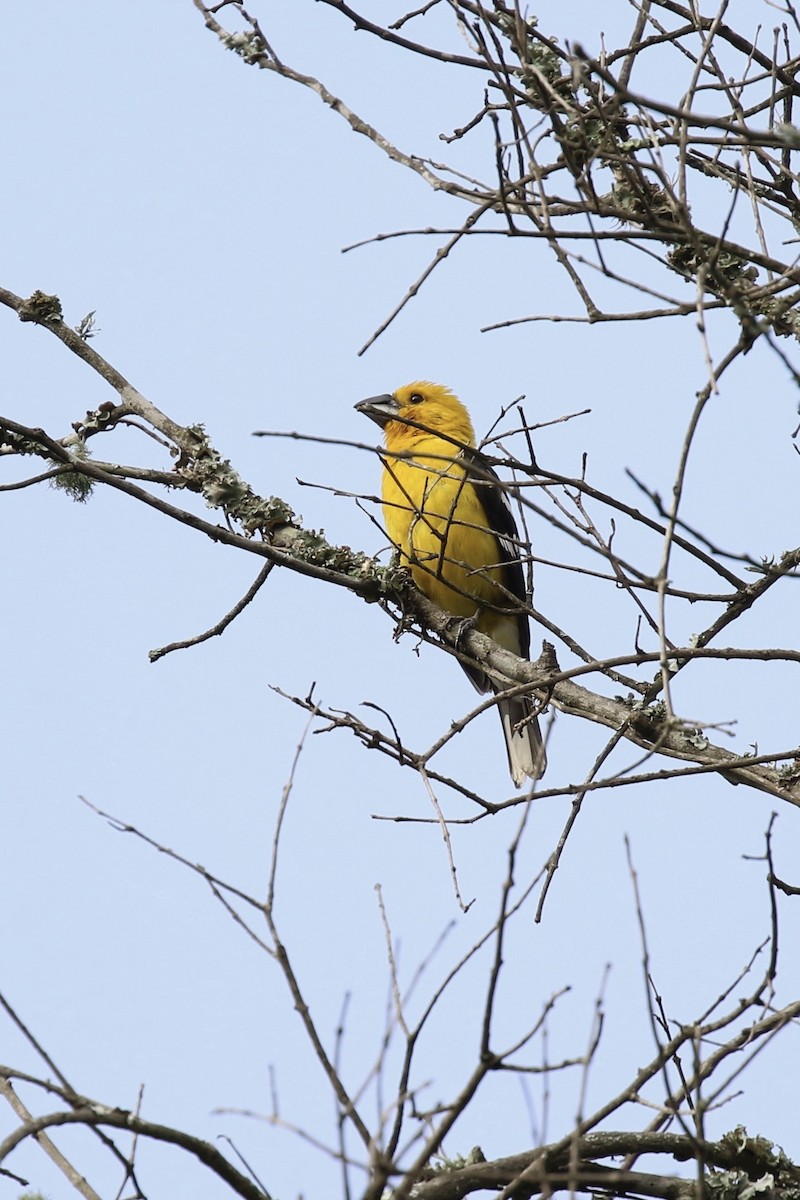 Cardinal à tête jaune - ML620640417