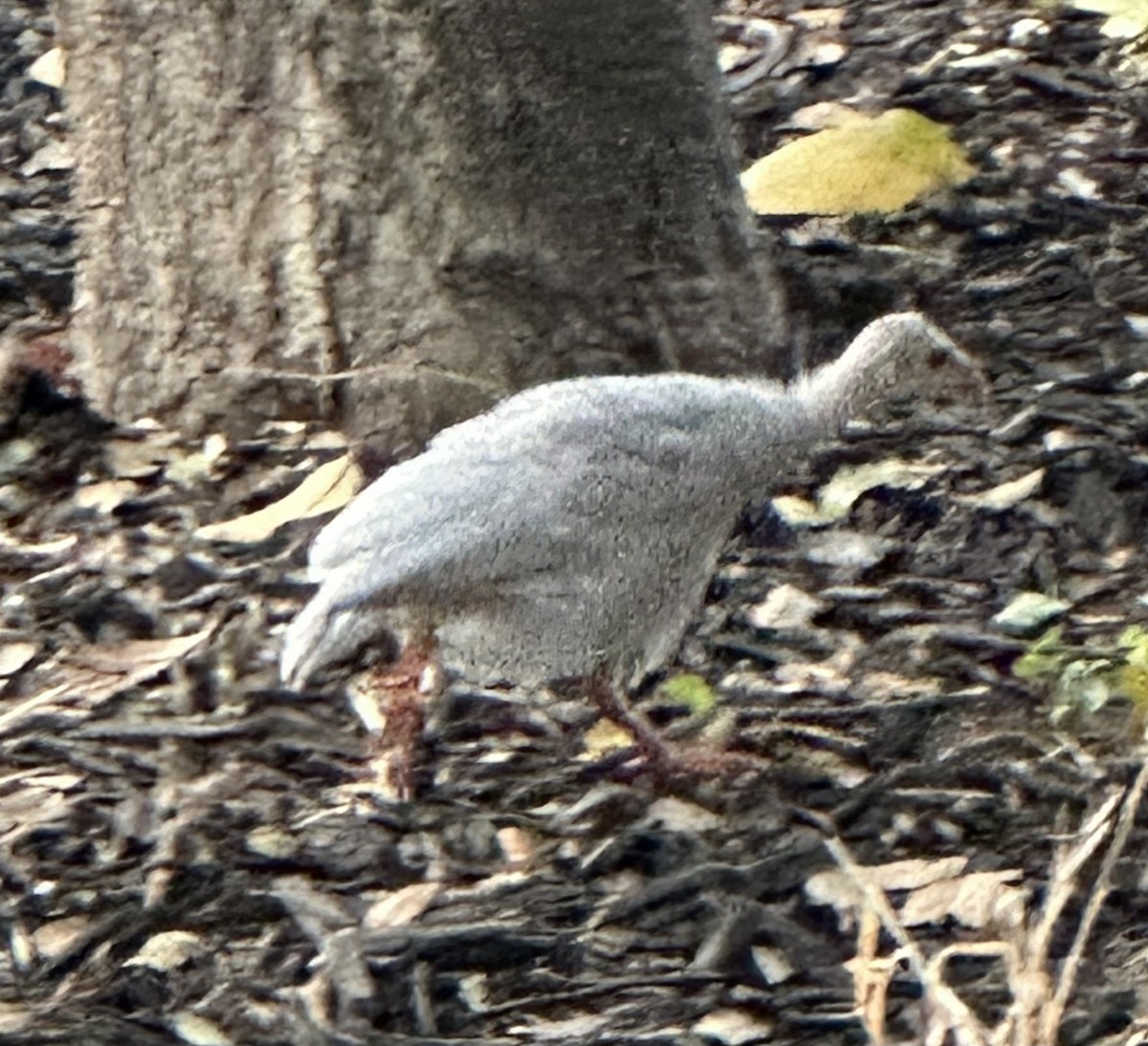 Helmeted Guineafowl (Domestic type) - ML620640420