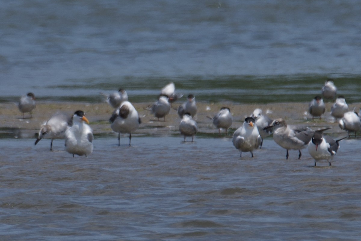 Royal Tern - ML620640427