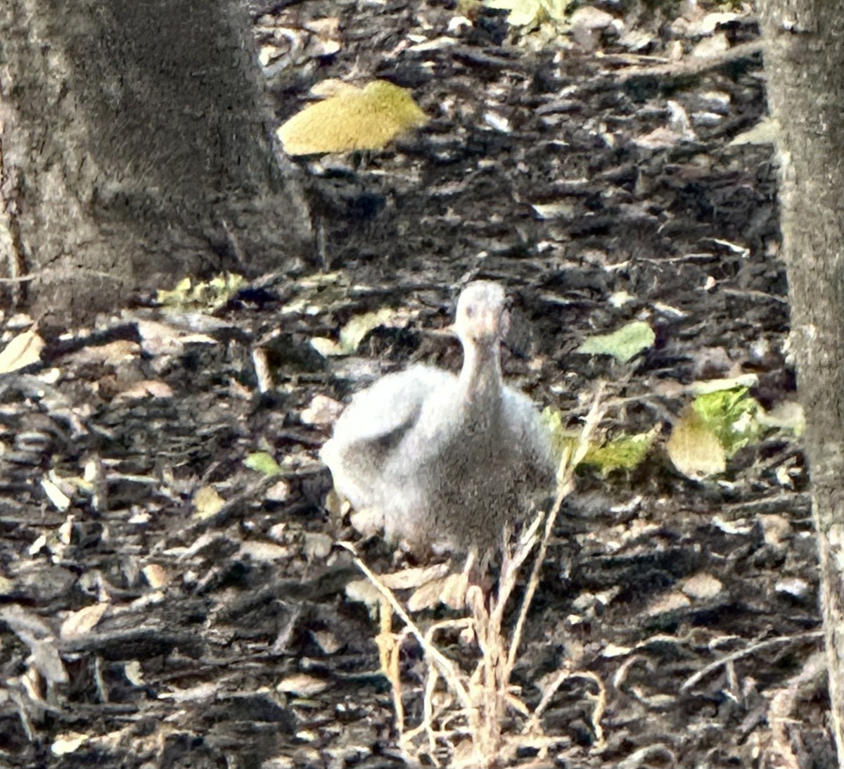 Helmeted Guineafowl (Domestic type) - ML620640429