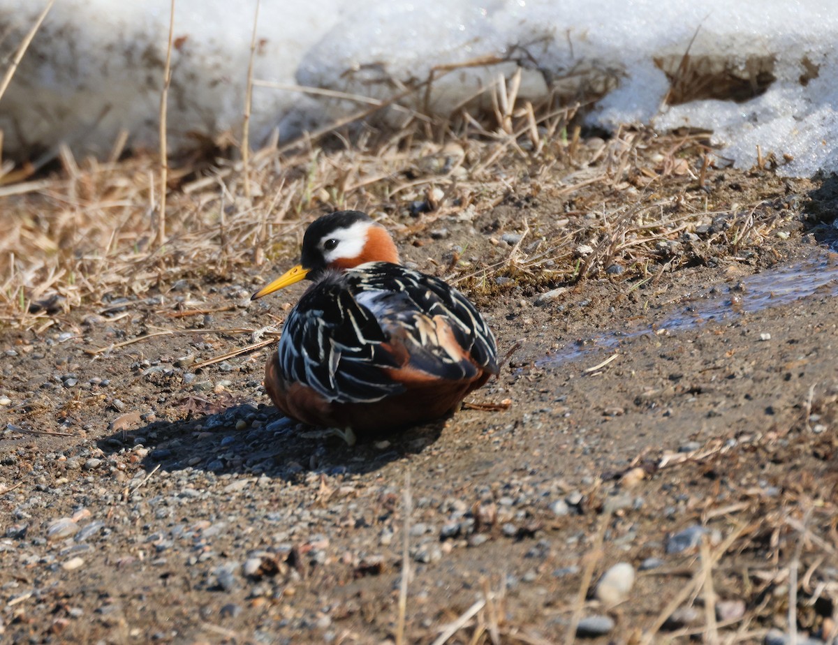 Red Phalarope - ML620640433