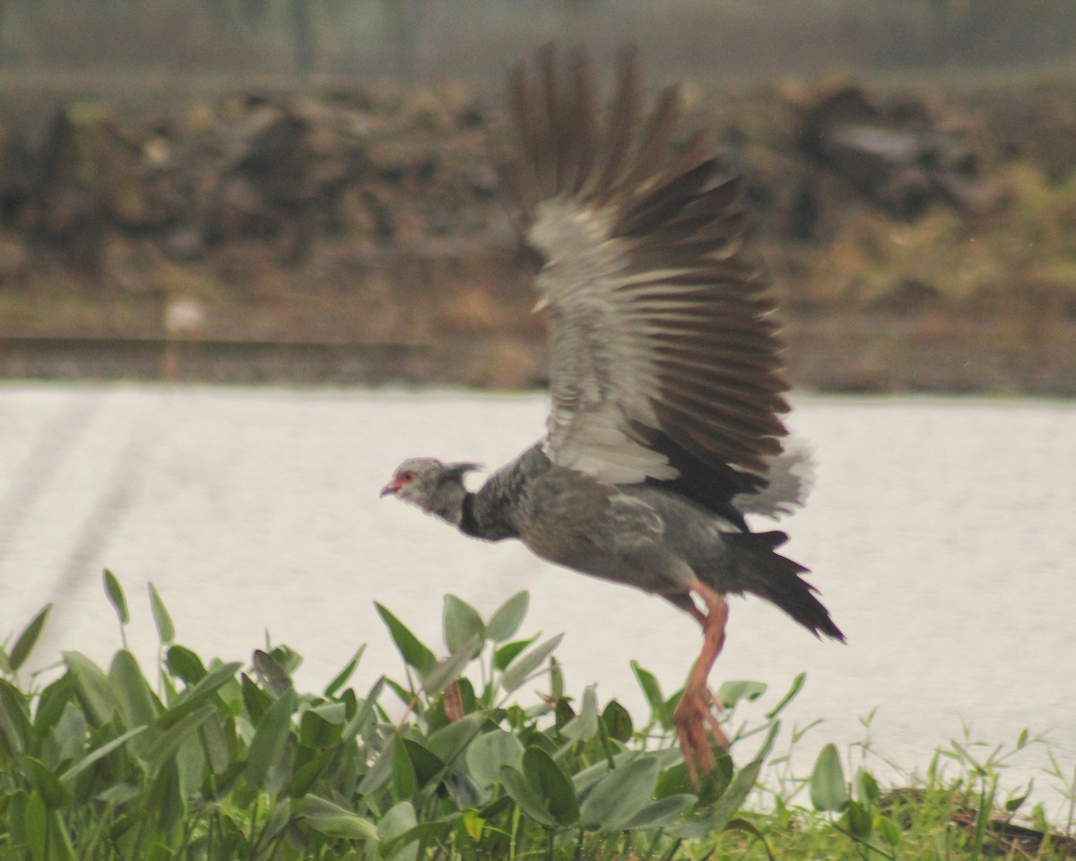 Southern Screamer - ML620640434