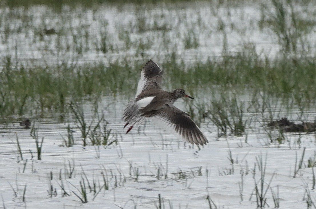 Common Redshank - ML620640435