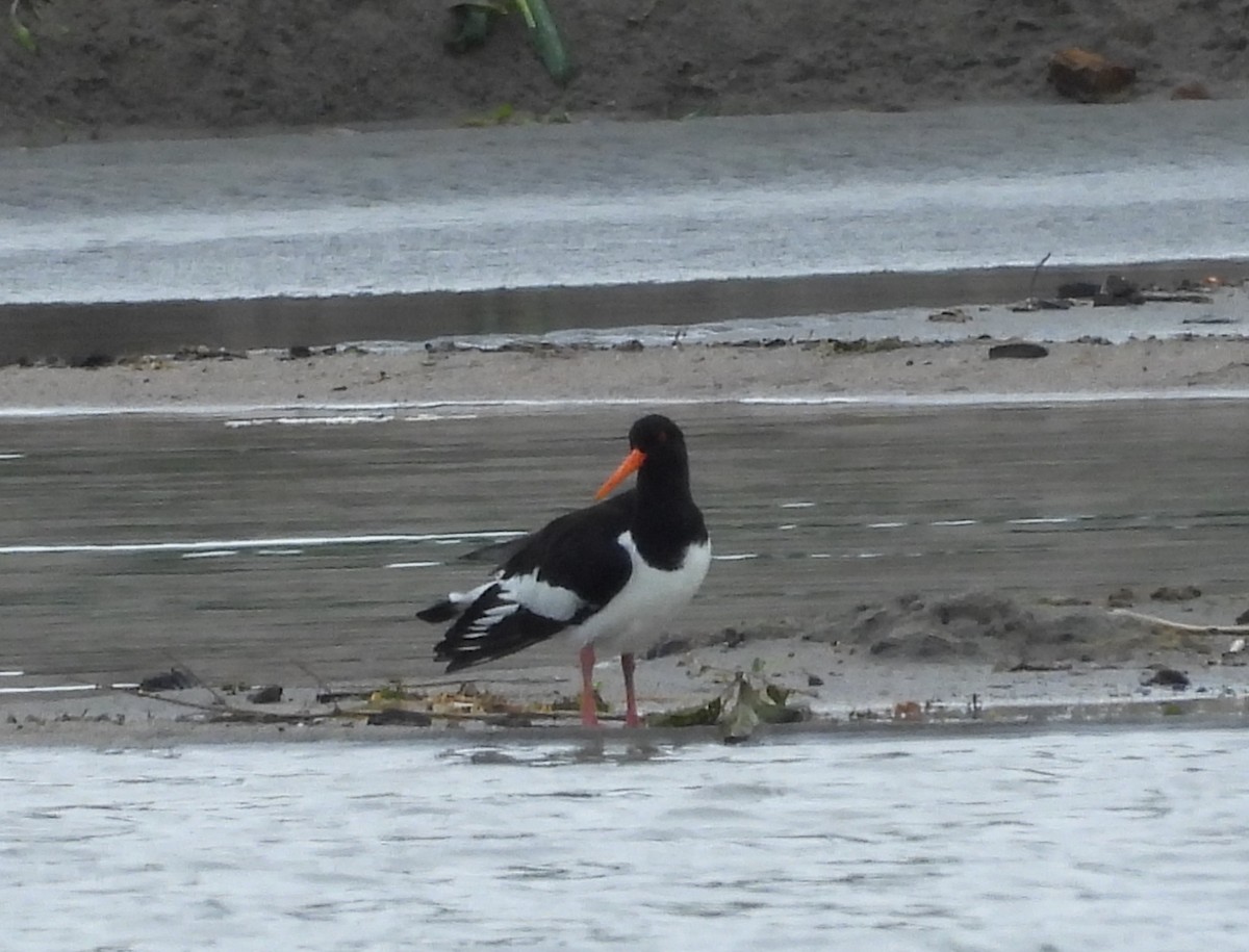 Eurasian Oystercatcher - ML620640439