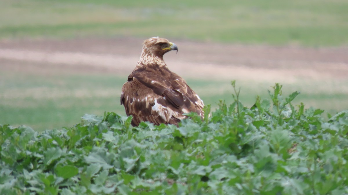 Golden Eagle - ML620640441