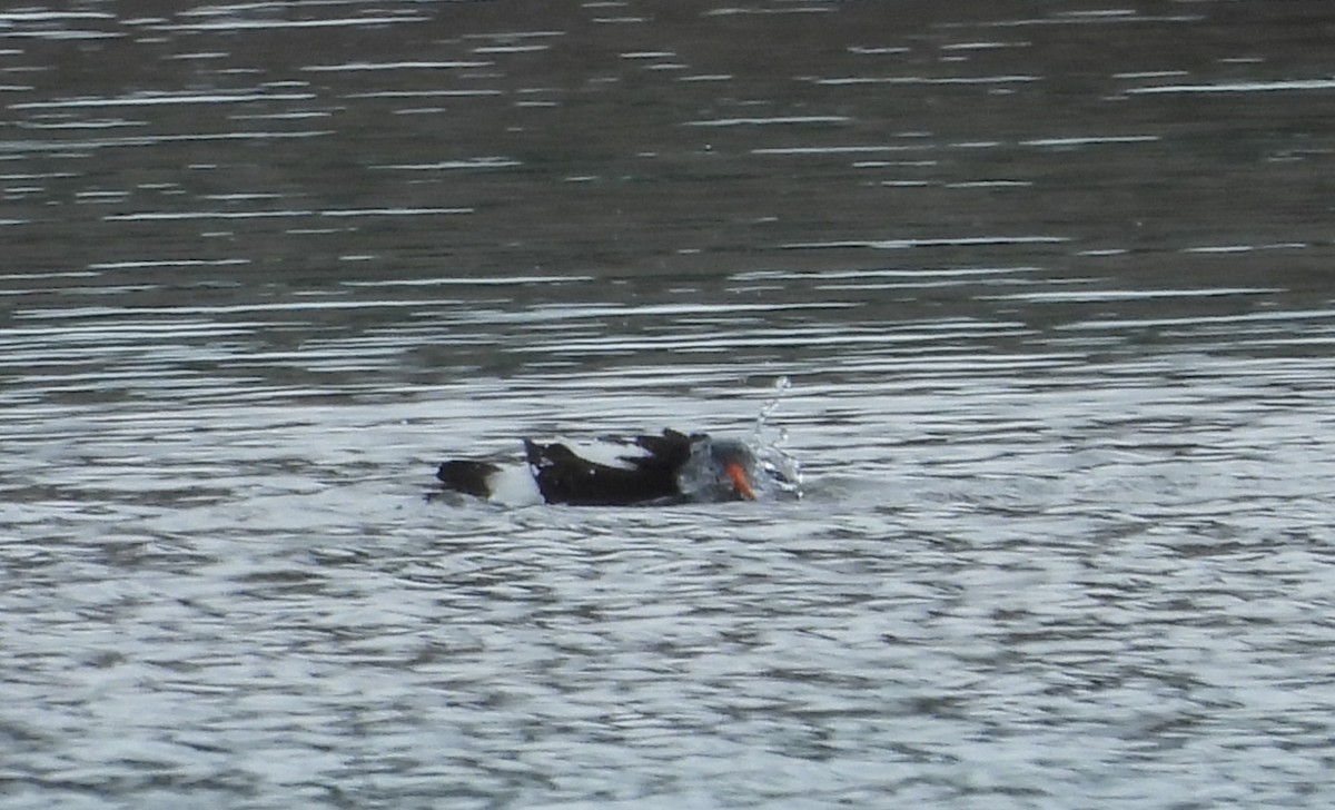 Eurasian Oystercatcher - ML620640442