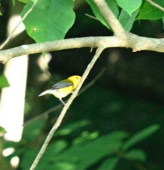 Prothonotary Warbler - ML620640443