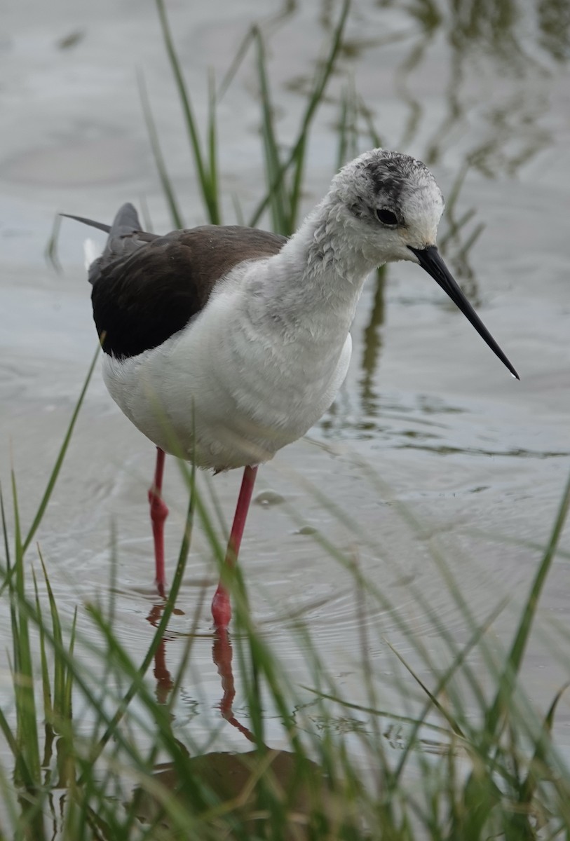 Black-winged Stilt - ML620640449