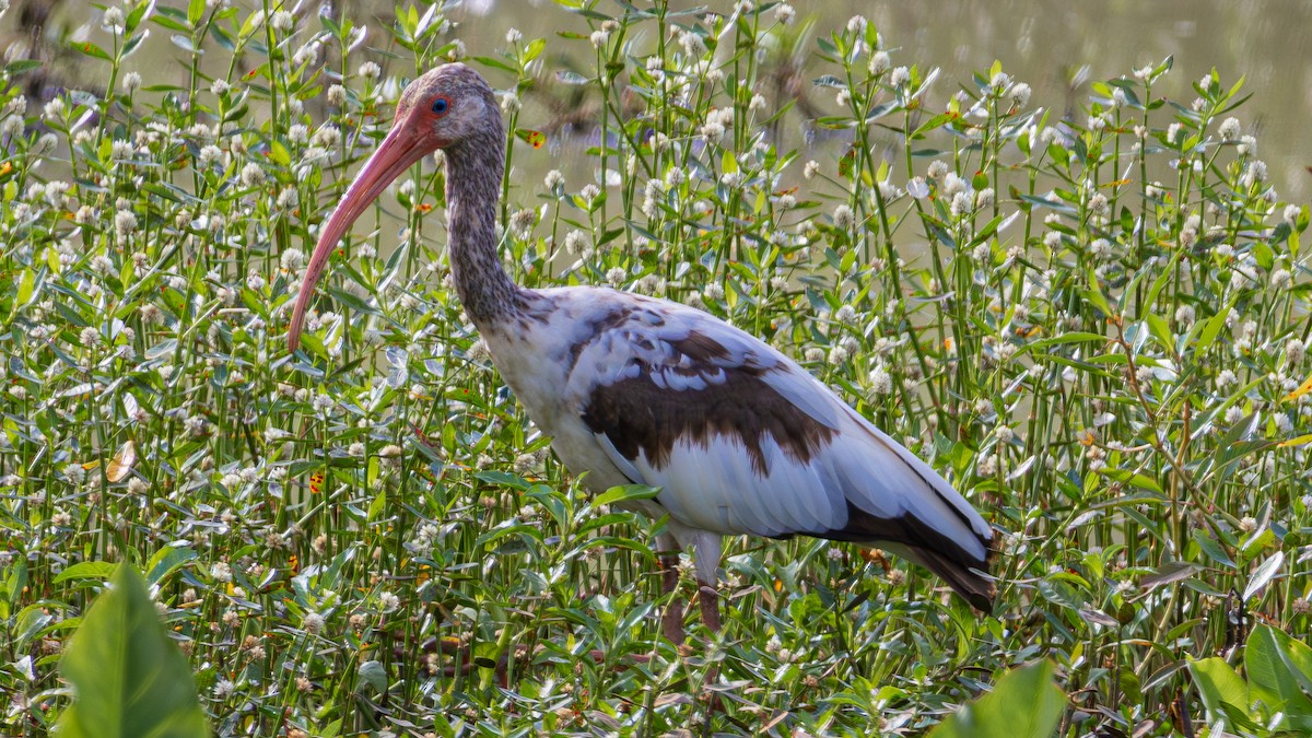 White Ibis - ML620640452