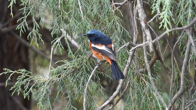 White-throated Redstart - ML620640453