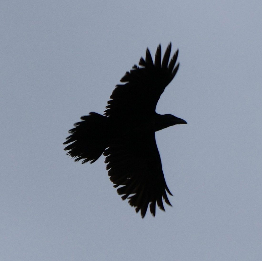 Common Raven - ML620640457