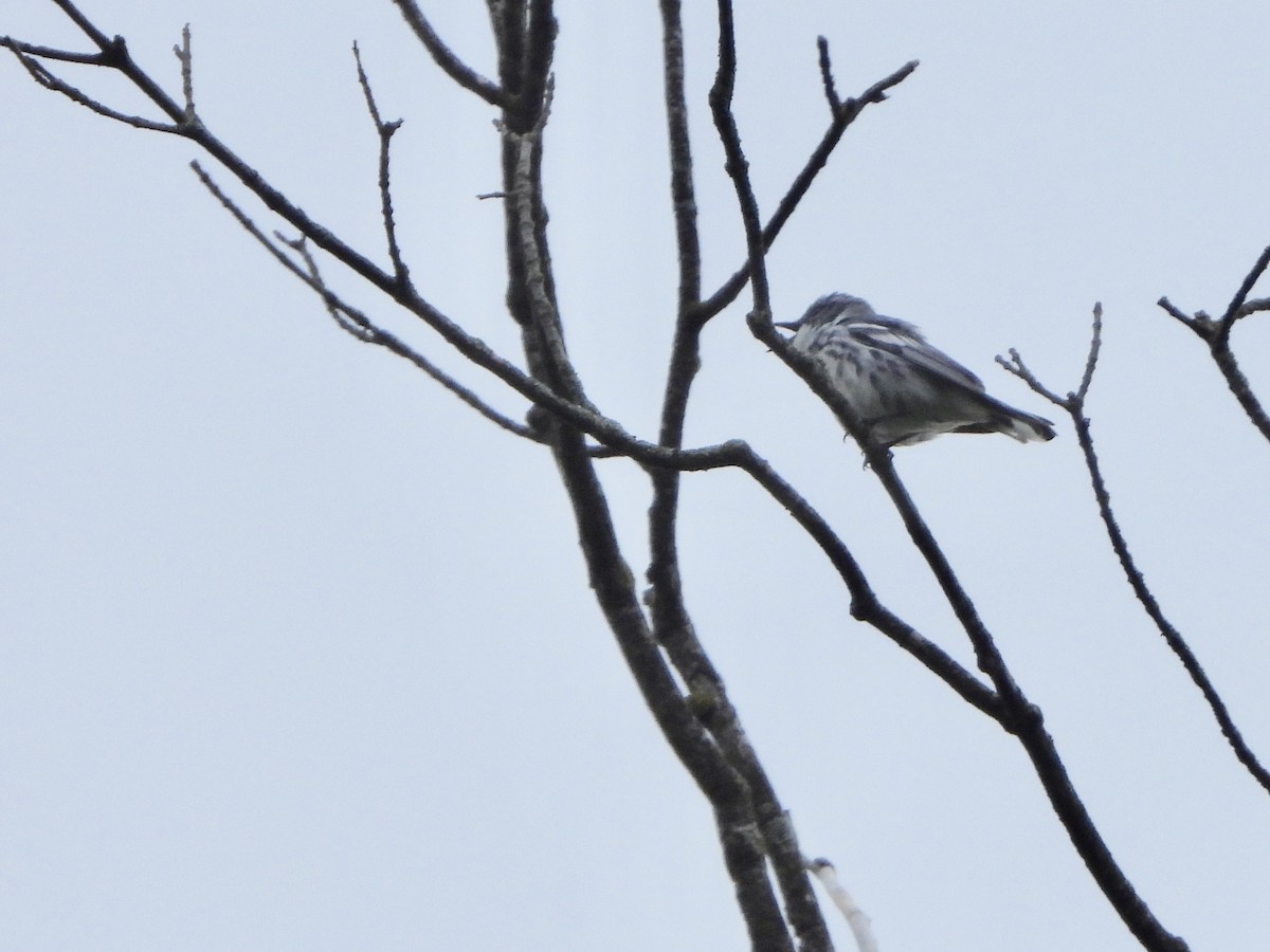 Cerulean Warbler - ML620640458