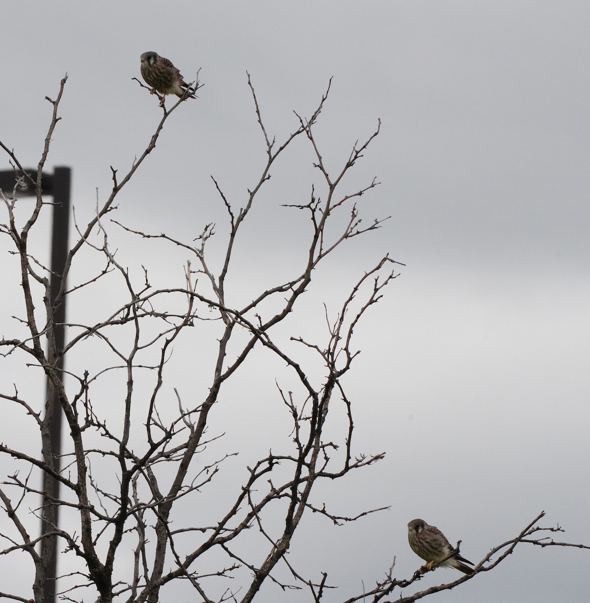 American Kestrel - ML620640459